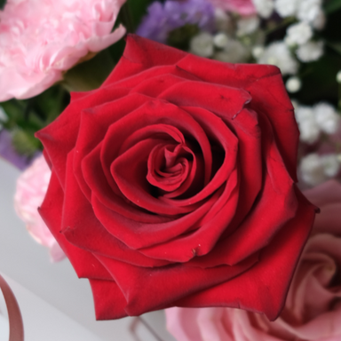 Hermosa X Explorer Bouquet in a Vase – Le Bliss Bouquet