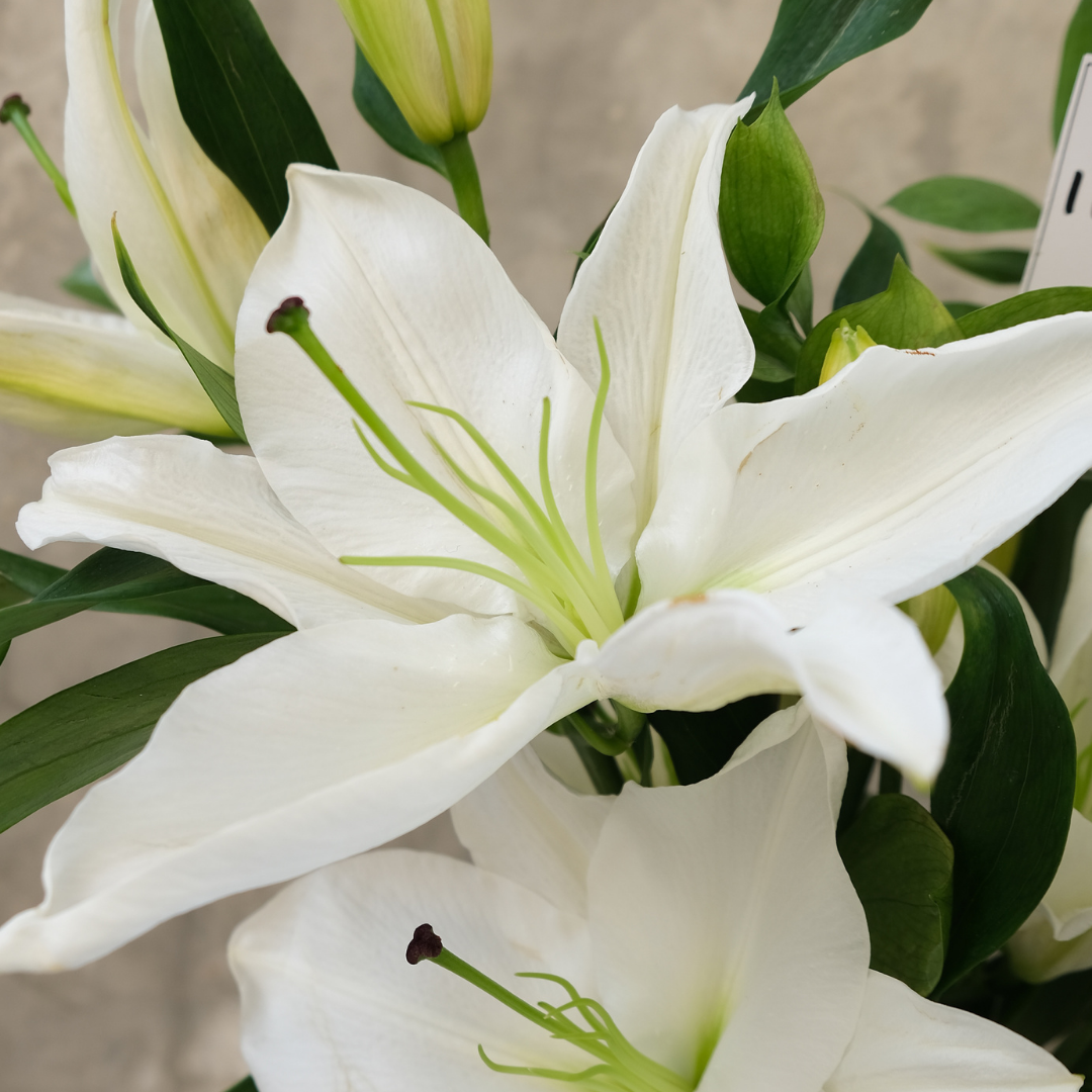 Serene Lily Elegance Vase - Le Bliss Bouquet