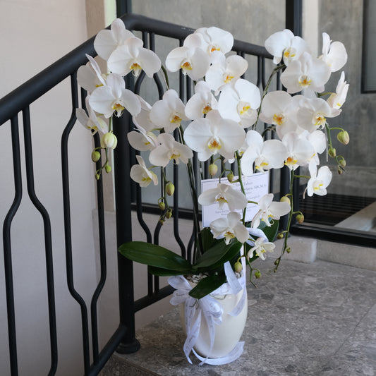 5 Stem Orchid Vase