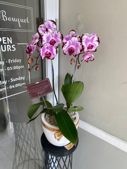 ETERNITY purple orchid/love 50ml 2本セット ETERNITY purple orchid/love 50ml 2本セット